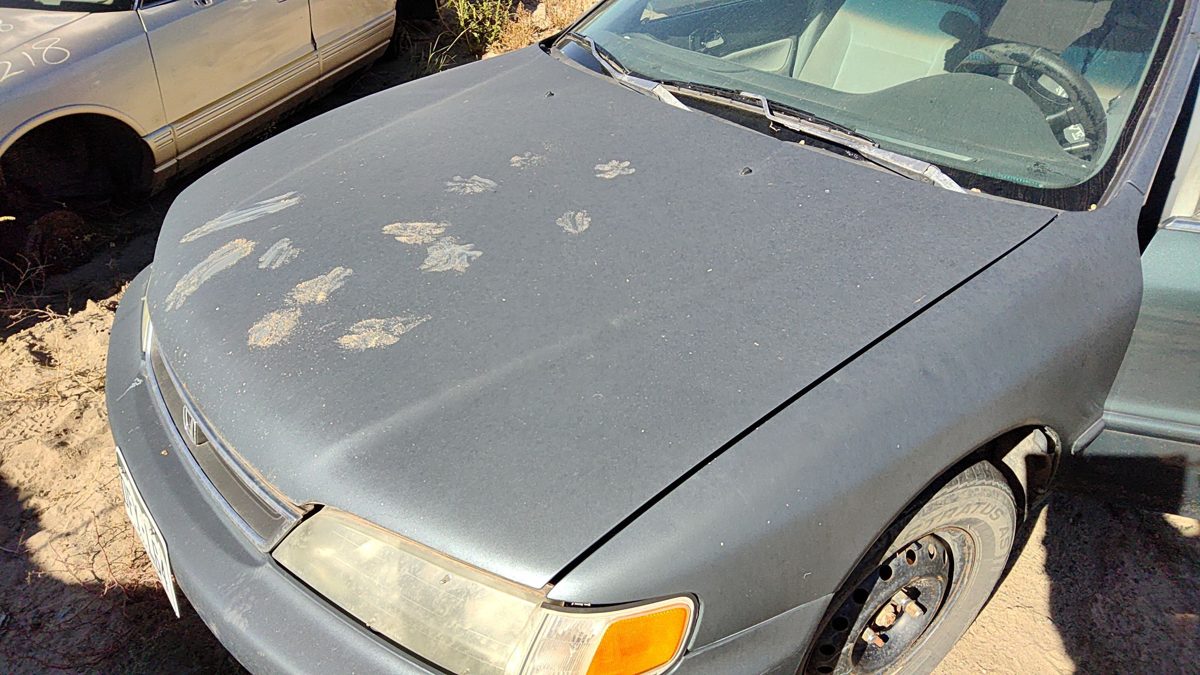 1997 Honda Accord Hood