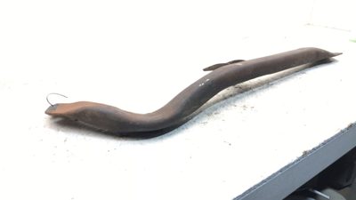1978 Buick Lesabre Transmission Crossmember Bracket Brace Oem At