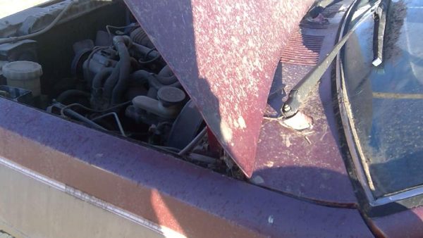 1986 Isuzu Pickup Hood Red Bent Corners — photo 9