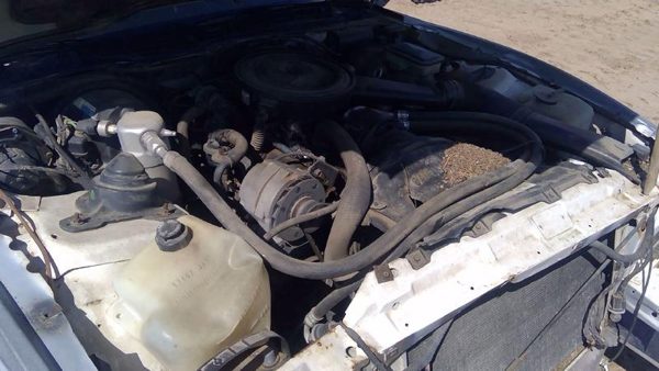 1983 Pontiac Firebird — vehicle photo 2