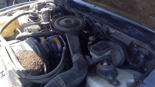 1983 Pontiac Firebird — vehicle photo 3