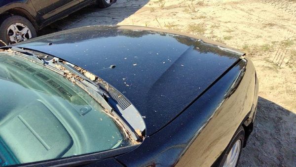 2002 INFINITI G20 Hood KH3 Black — photo 4