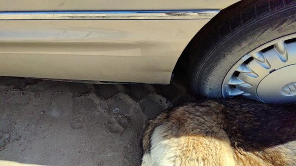 1997 Buick Park Avenue Rear Door LH Silver Dent Shell Only — photo 6