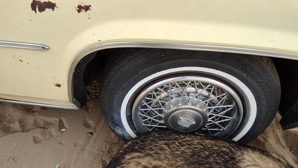 1980 Cadillac Deville Passenger Right Front Wheel Flare Moulding Oem Chrome Trim — photo 4