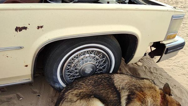 1980 Cadillac Deville Passenger Right Front Wheel Flare Moulding Oem Chrome Trim — photo 1