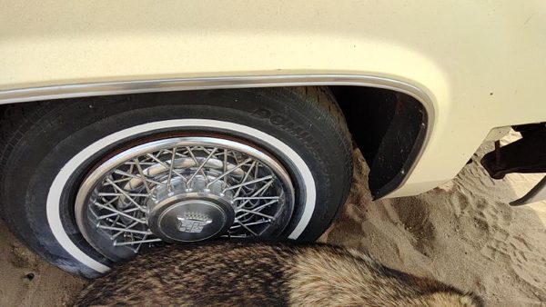 1980 Cadillac Deville Passenger Right Front Wheel Flare Moulding Oem Chrome Trim — photo 5