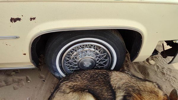 1980 Cadillac Deville Passenger Right Front Wheel Flare Moulding Oem Chrome Trim — photo 3