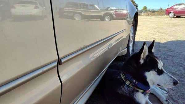 2004 Pontiac Grand Am Front Door RH 33U Champagne Beige 22702414 — photo 6