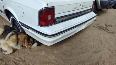 1985-1988 Olds Ciera Rear Bumper Cover Assembly Oem Back White 22527433
