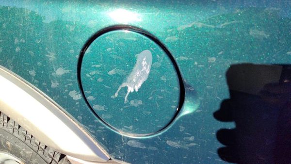 2000-02 Passport Fuel Tank Door With Hinge Gas Lid Oem Filler Hgm Huntsman Green — photo 1