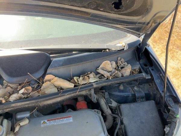 2004-2009 Toyota Prius Cowl Vent Panel Screen Louver OEM 1.5L Hybrid — photo 3