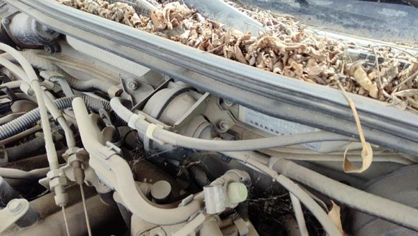 2001 Nissan Maxima Cruise Control Servo Assembly Module With Cable Oem — photo 4