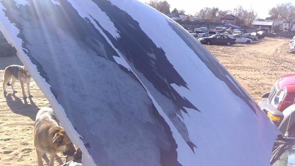 1994 Chevrolet Caprice Hood White — photo 2