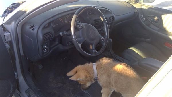 2003 Pontiac Grand Prix — vehicle photo 4