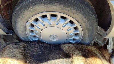 1997-1999 Park Ave Ultra 16' Aluminum Wheel Oem Factory 17 Spoke Rim #3 09592339