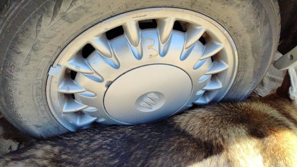 1997-1999 Park Ave Ultra 16' Aluminum Wheel Oem Factory 17 Spoke Rim #3 09592339 — photo 4