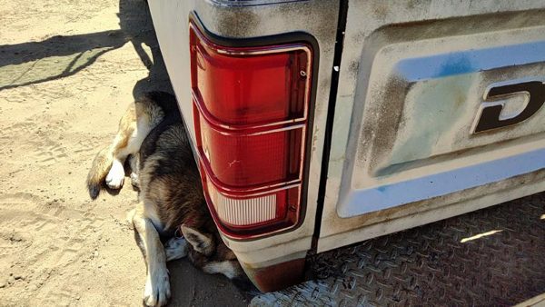 1981-1993 Dodge Ram W150 Driver Left Tail Light Brake Lamp Oem Rear 4163151 — photo 1