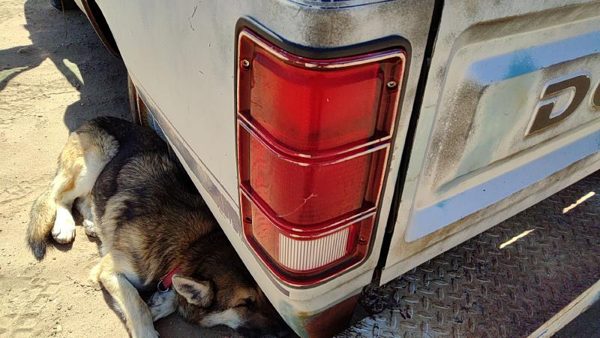 1981-1993 Dodge Ram W150 Driver Left Tail Light Brake Lamp Oem Rear 4163151 — photo 2