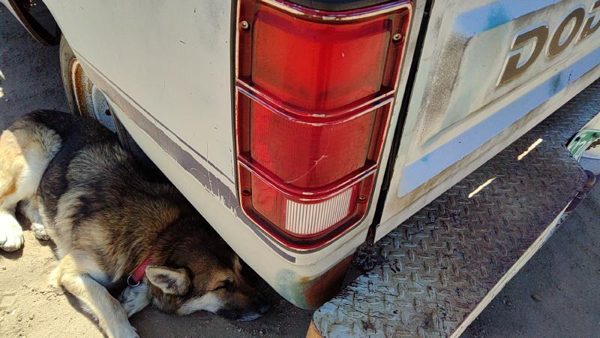 1981-1993 Dodge Ram W150 Driver Left Tail Light Brake Lamp Oem Rear 4163151 — photo 3
