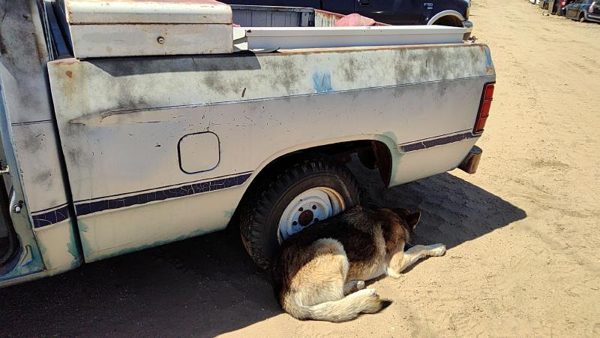 1986 Dodge Ram Pickup Box/bed Assembly — photo 1