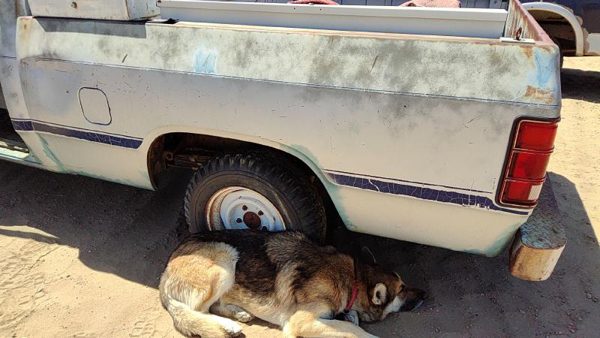 1986 Dodge Ram Pickup Box/bed Assembly — photo 3