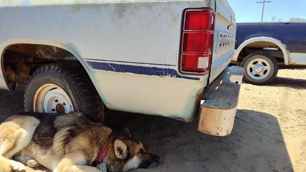 1986 Dodge Ram Pickup Box/bed Assembly — photo 4