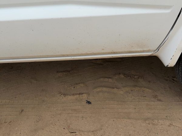 05-11 Dakota Passenger Right Lower Rocker Panel Moulding Side Skirt White Pw7 — photo 7